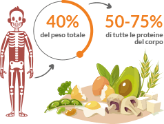 sieroproteine sarcopenia